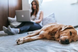 Im Vordergrund schläft ein Hund, während eine frau im Hintergrund am Laptop arbeitet.