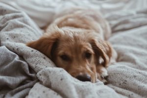 Hundesofa im Test