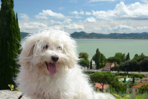 Bologneser am See