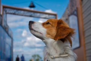 kooikerhondje