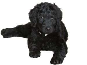 Labradoodle Rasseportraet