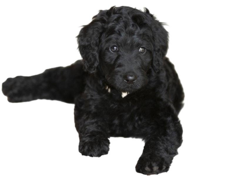 Labradoodle Rasseportraet