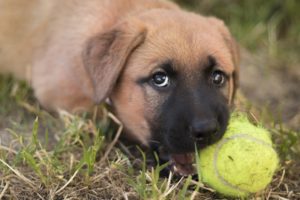 Zahnwechsel bei Hunden