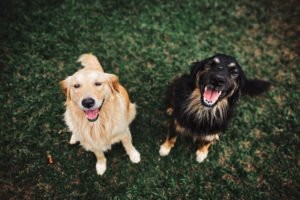 Zwei mittelgroße Hunde im Gras sitzend