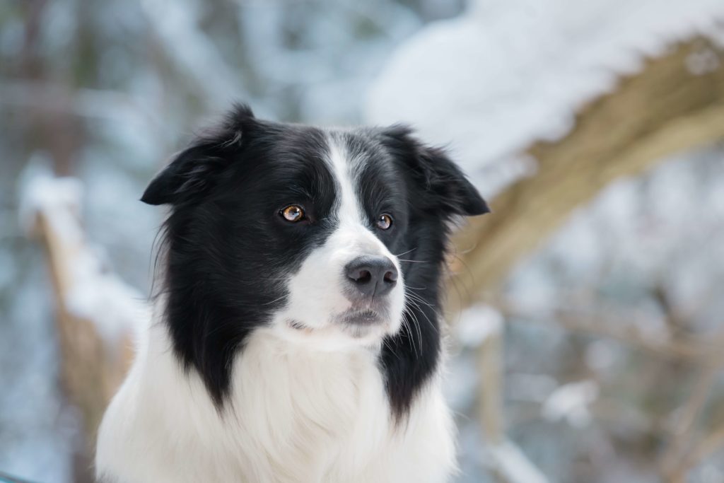Border Collie Portrait