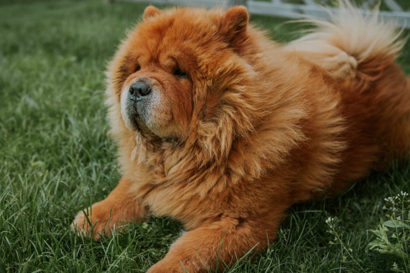 Ein Chow Chow auf einer Wiese