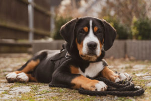 Ein junger Entlebucher Sennenhund im Geschirr