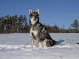 Ein Jämthund aus Schweden.