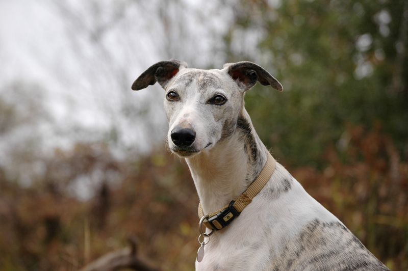 Rasseporträt eines Lurcher.