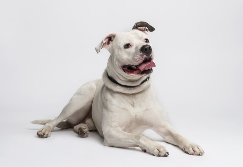 American Bulldog