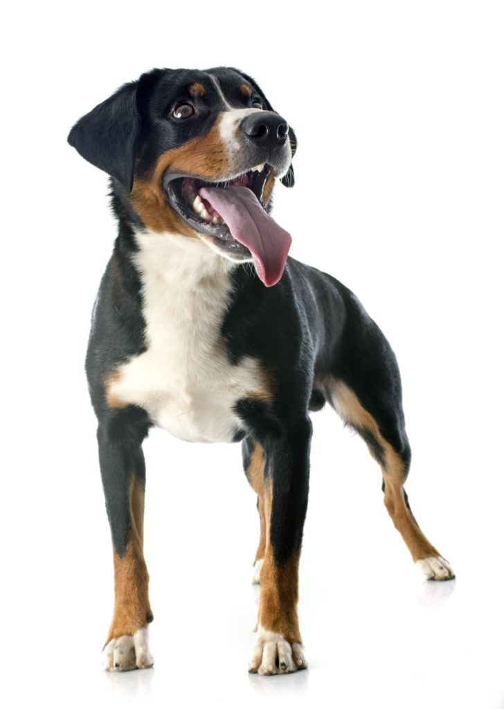 Appenzeller Sennenhund