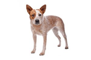 Australian Cattle Dog