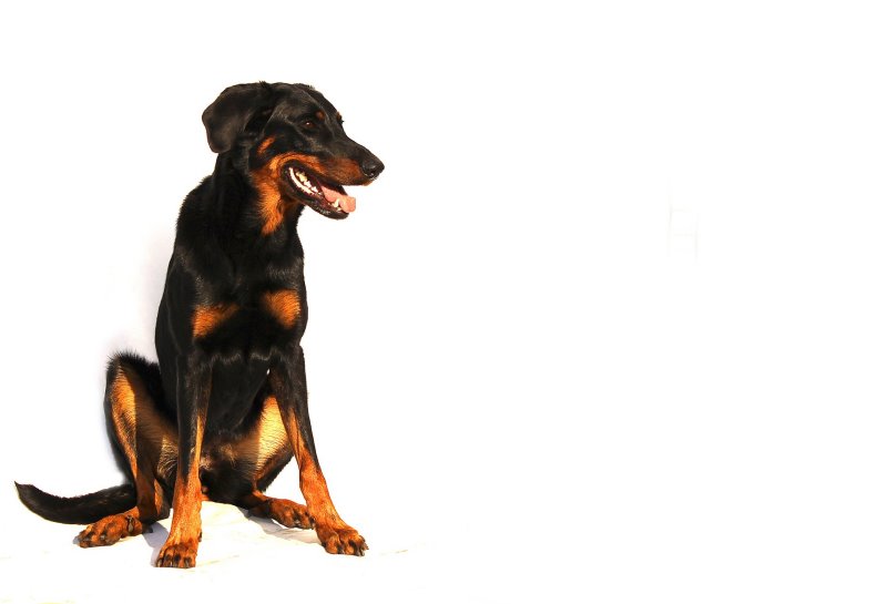 Beauceron