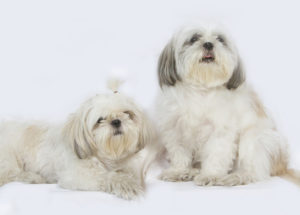 Zwei Shih Tzu Welpen auf weißem Hintergrund