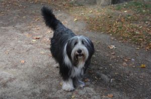 Beitragsbild Bobtail