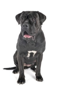 Cane Corso italiano