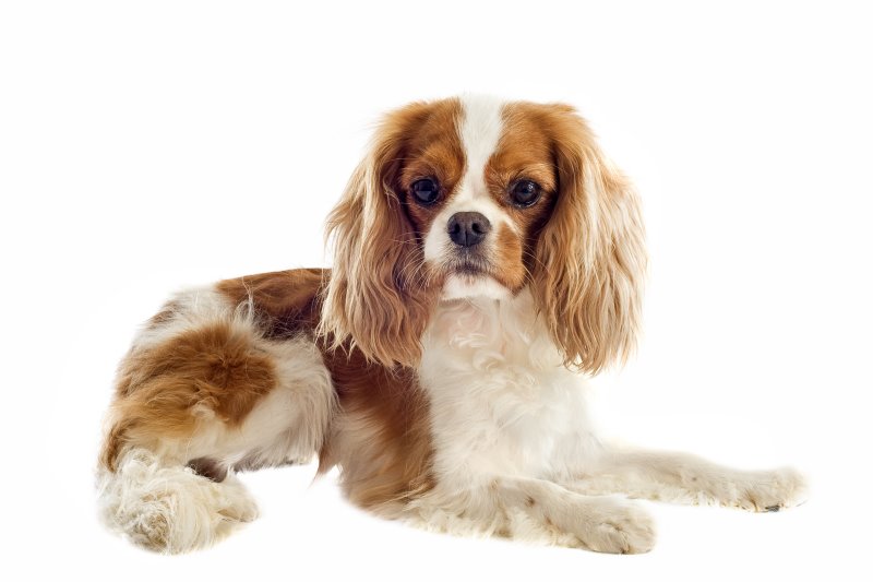 Blendheimer Cavalier King Charles Spaniel