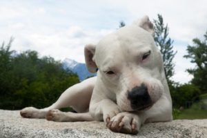Beitragsbild Dogo Argentino