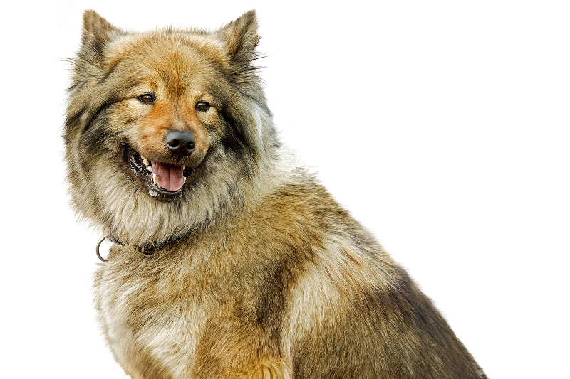eurasier rassenportrait
