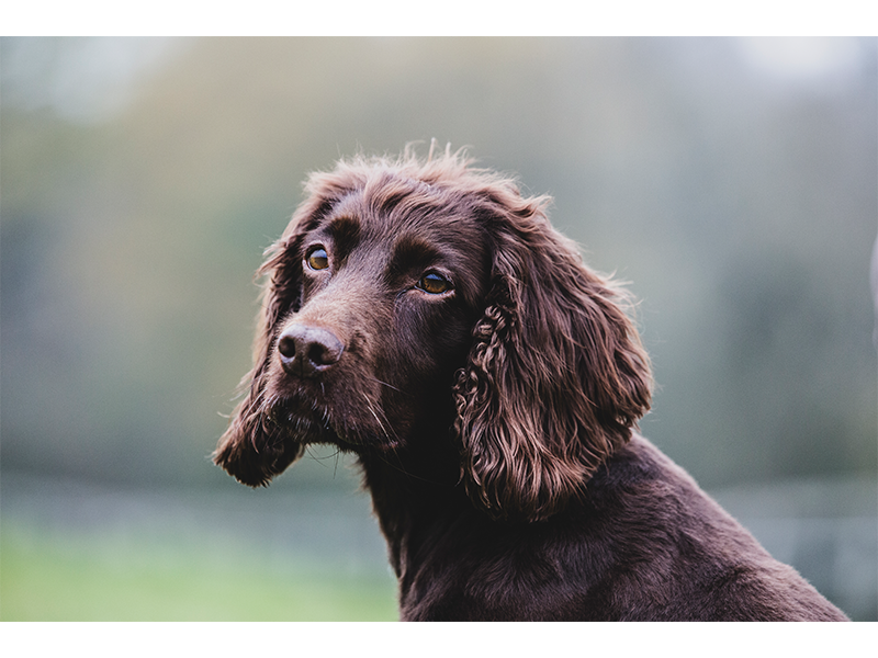 Field Spaniel im Porträt