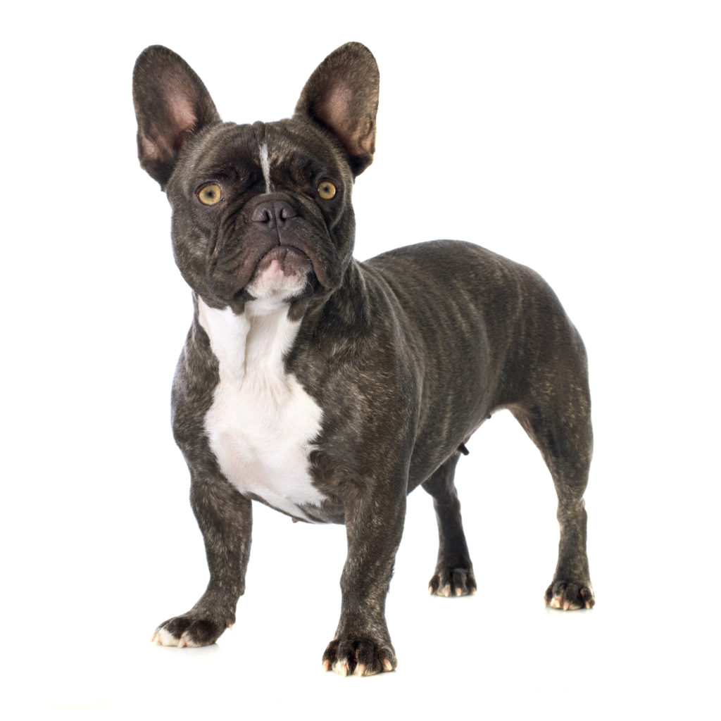franzoesische-bulldogge