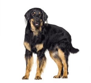 Hovawart in Schwarz-Blond