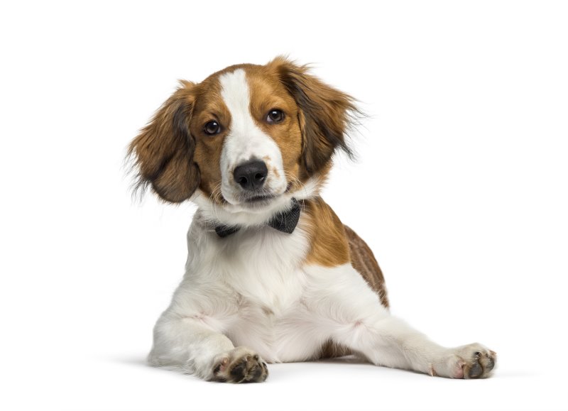 Kooikerhondje