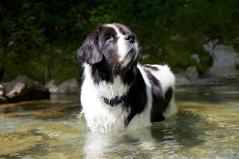 Landseer im Wasser