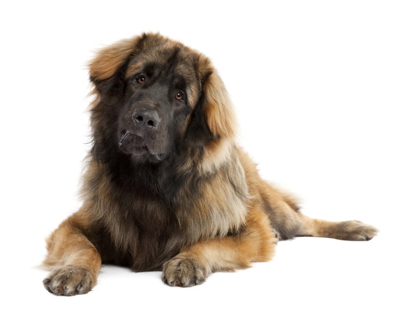 Der Leonberger