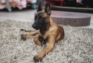Malinois Welpe