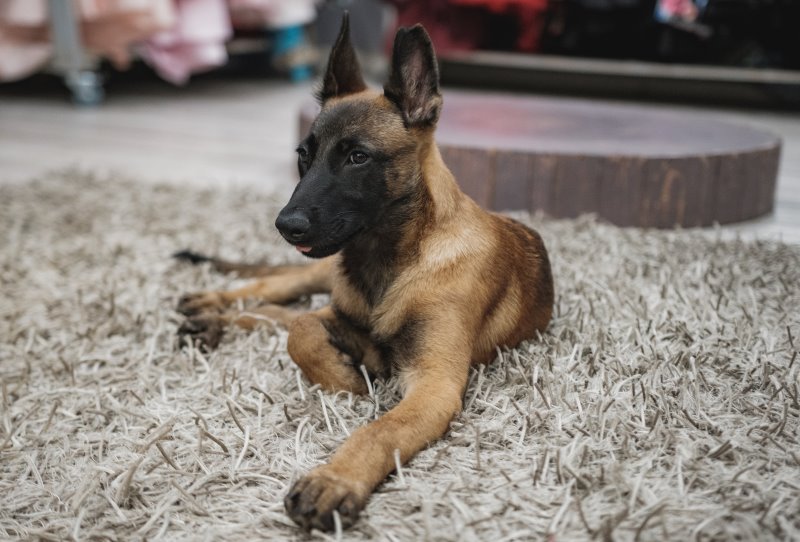 Malinois Welpe