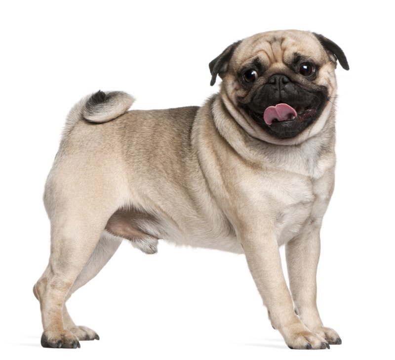 Mops als kleine Hunderasse