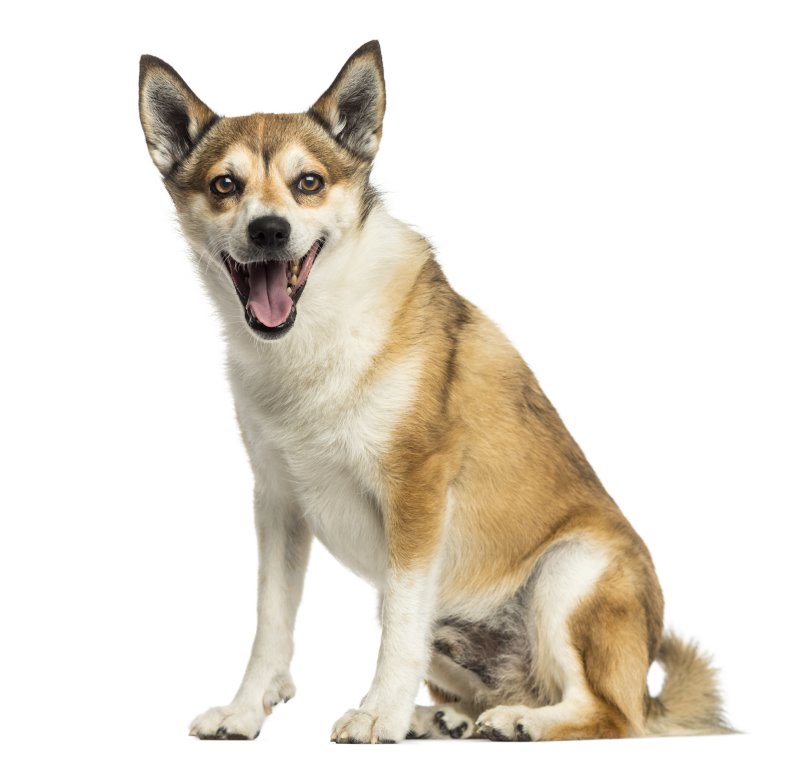 Norwegischer Lundehund