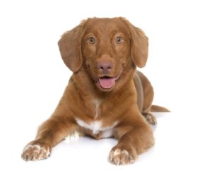 Noca Scotia Duck Tolling Retriever Rasseporträt