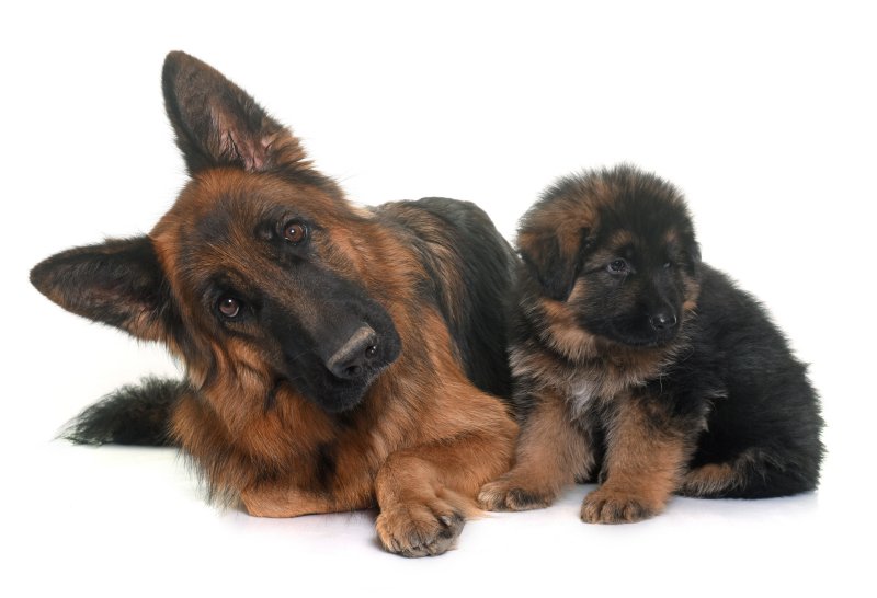 Shiloh Shepherd Welpe und erwachsenes Tier