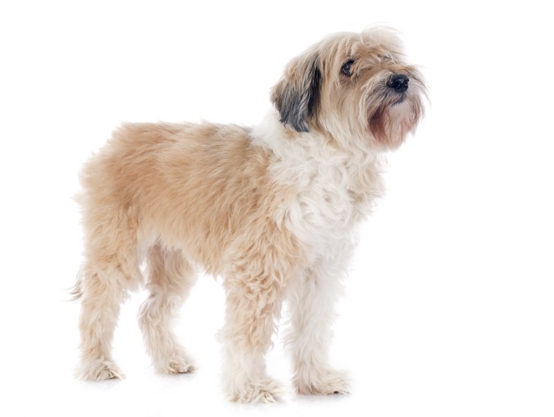 Tibet-Terrier