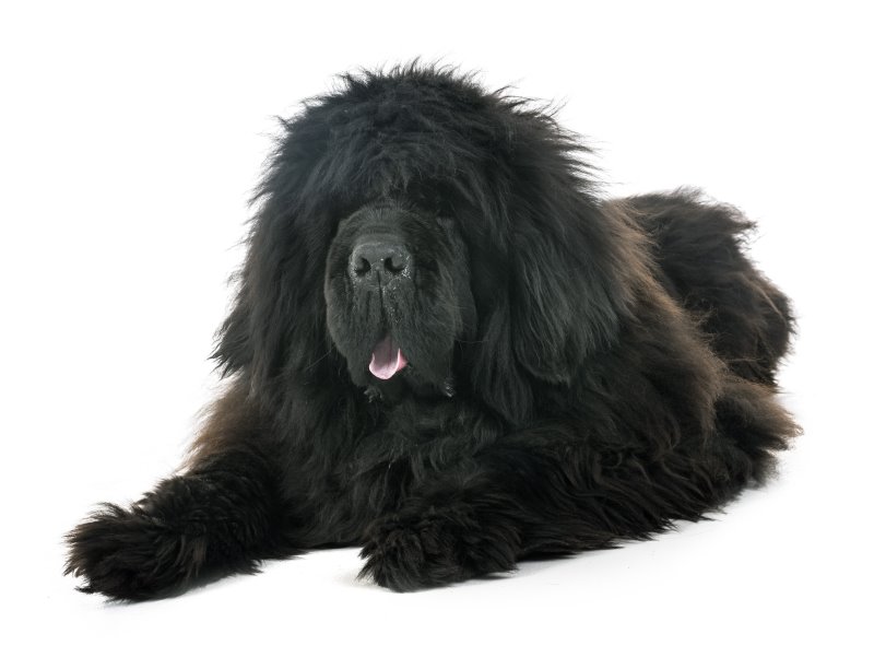 Tibetdogge im Rassenporträt