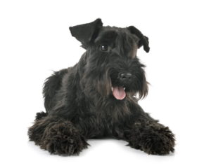 schwarzer Zwergschnauzer im Liegen