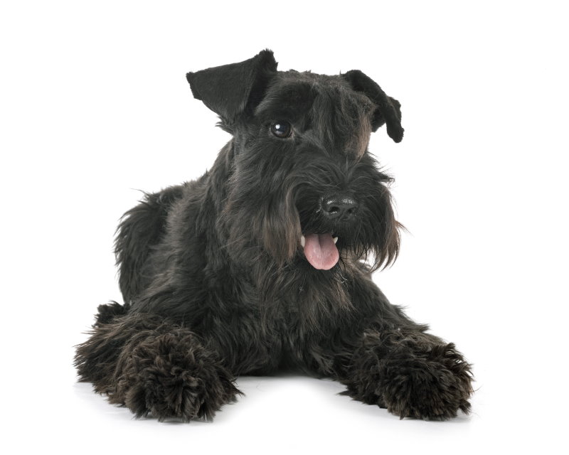 schwarzer Zwergschnauzer im Liegen