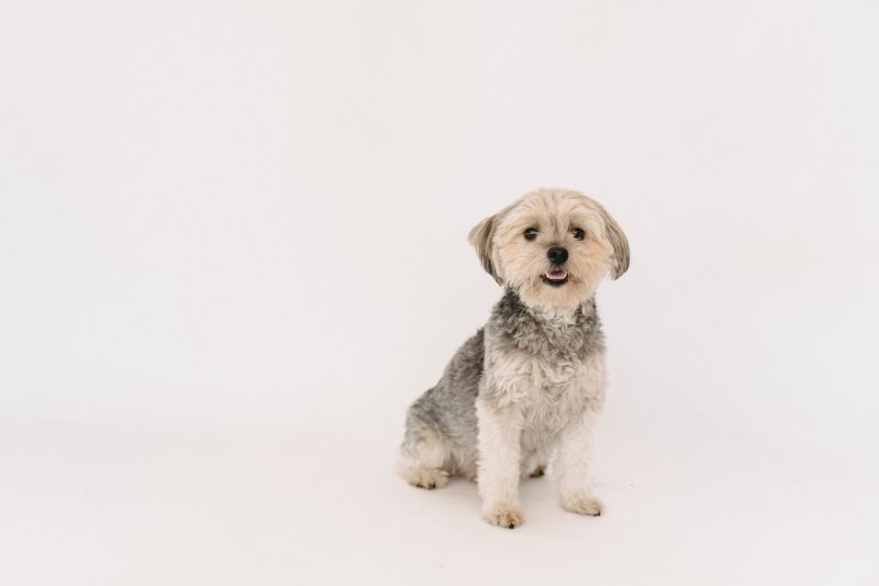 Ein Dandie Dinmont Terrier