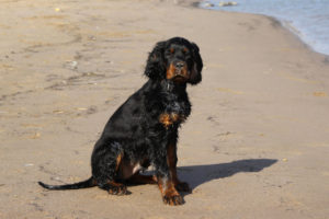 Gordon Setter im Rasseporträt: Charakter, Haltung und Pflege