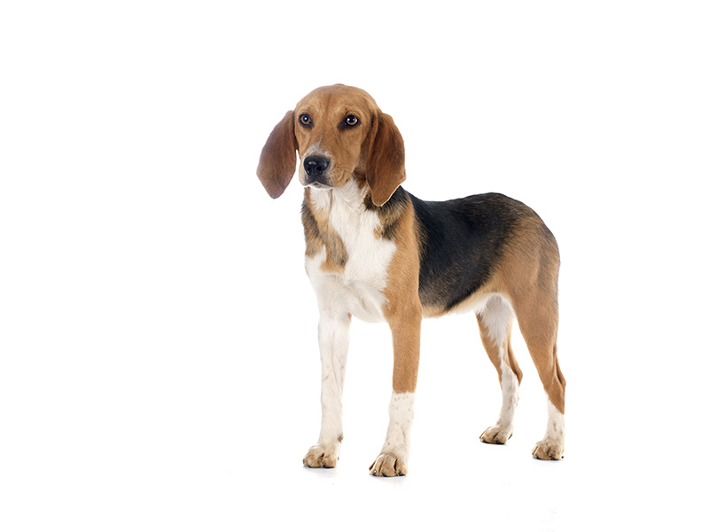 Harrier Hund - Hunderasse