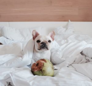 Hund frisst Kokosnuss