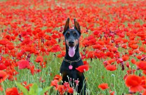 Dürfen Hunde Mohn essen