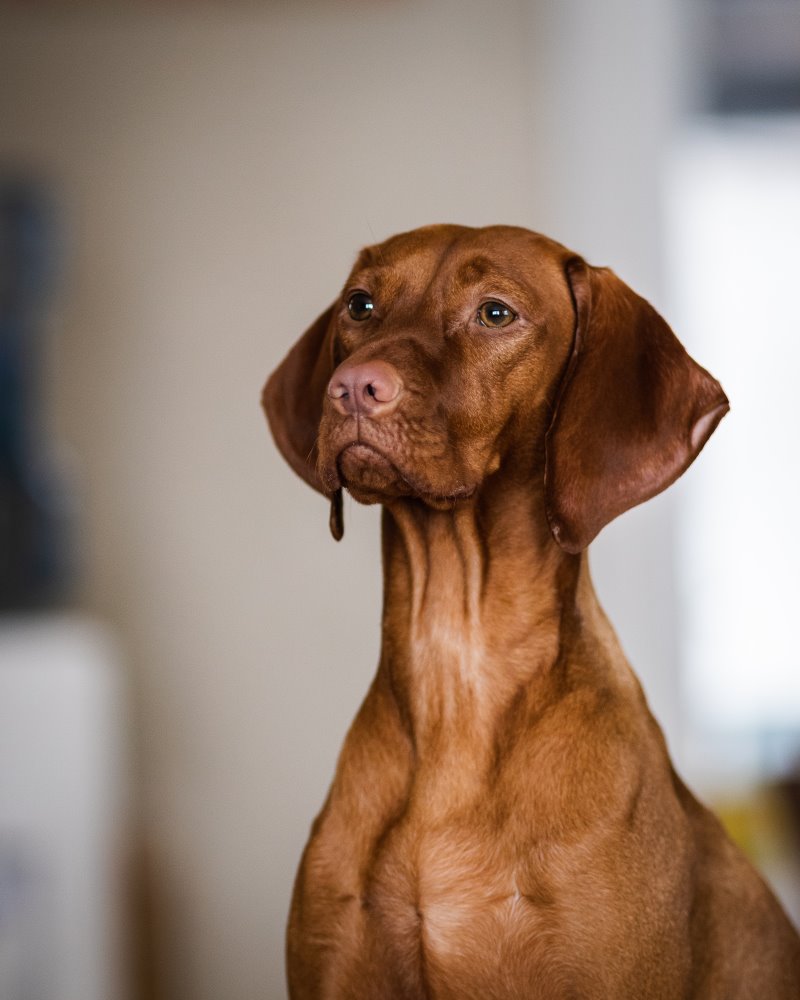 Redbone Coonhound