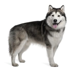 Alaskan Malamute im Rasseporträt