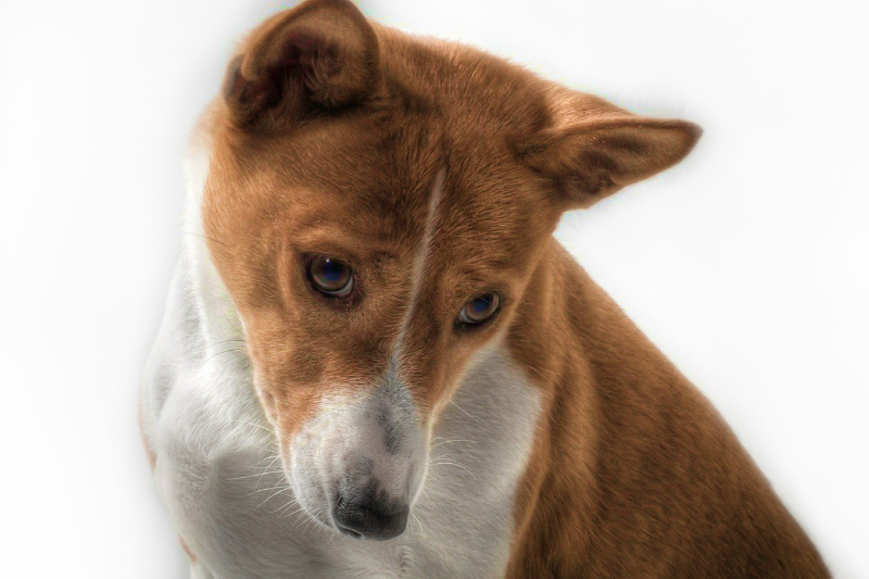 Basenji