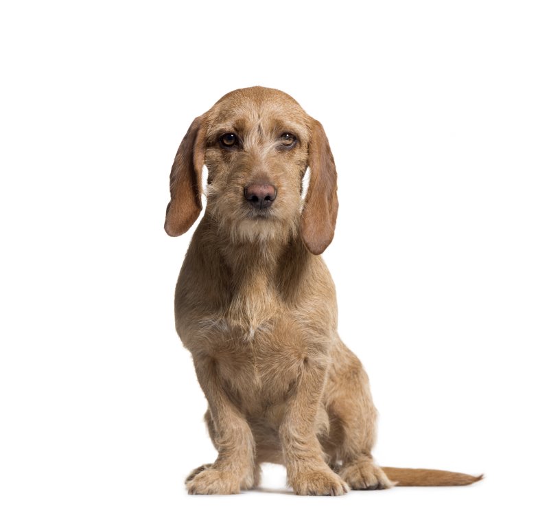 Basset Fauve de Bretagne