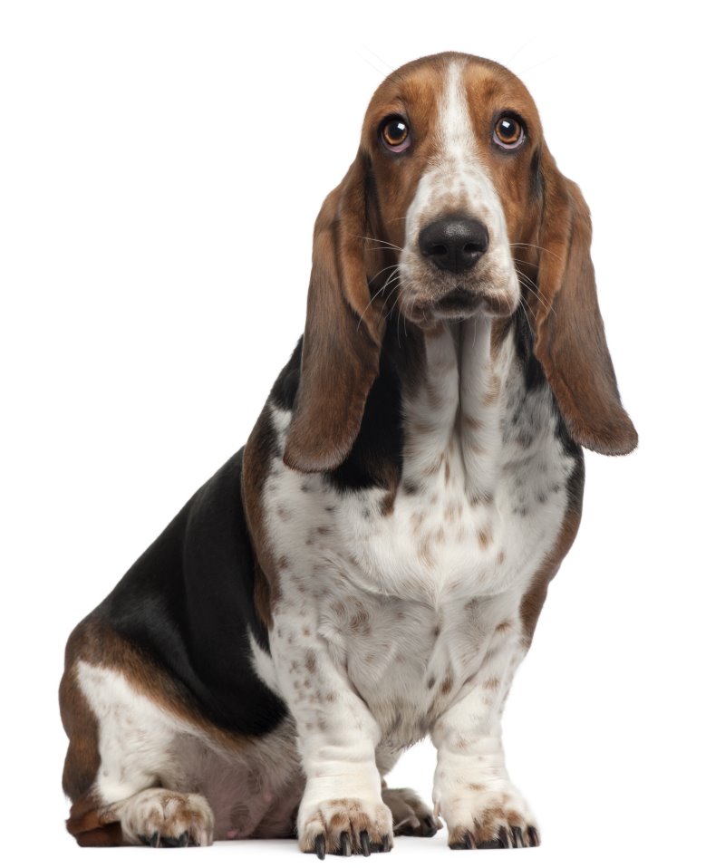 Basset Hound sitzt