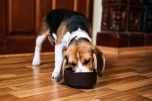 dürfen hunde kamillentee trinken